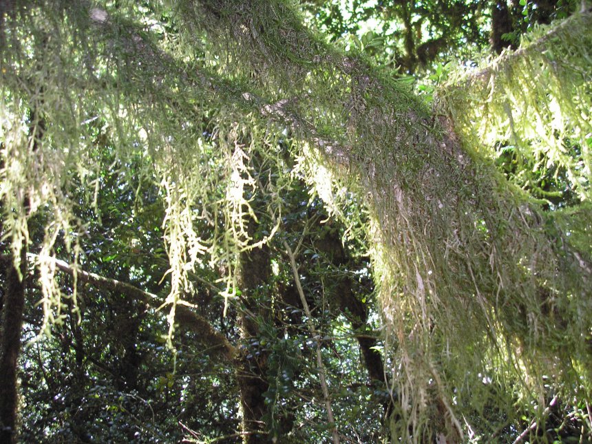 des beaux lichens dans le lit du ger